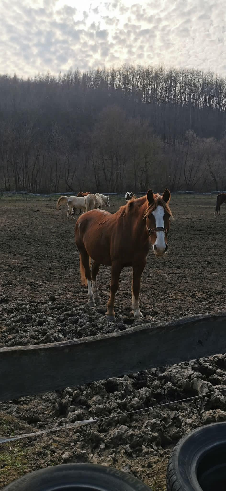 Galéria kép